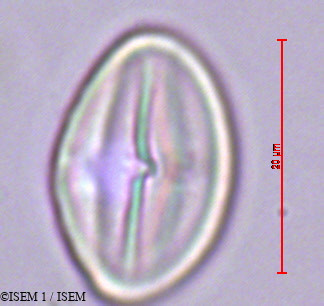 ISEM 1/Umbilicus_rupestris_29385/Umbilicus_rupestris_29385_0004(copy).jpg